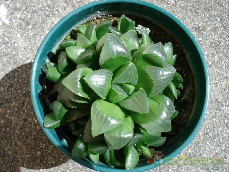 A photo of Haworthia mutica