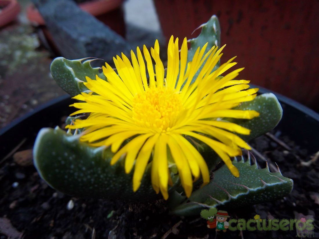 A photo of Faucaria tigrina