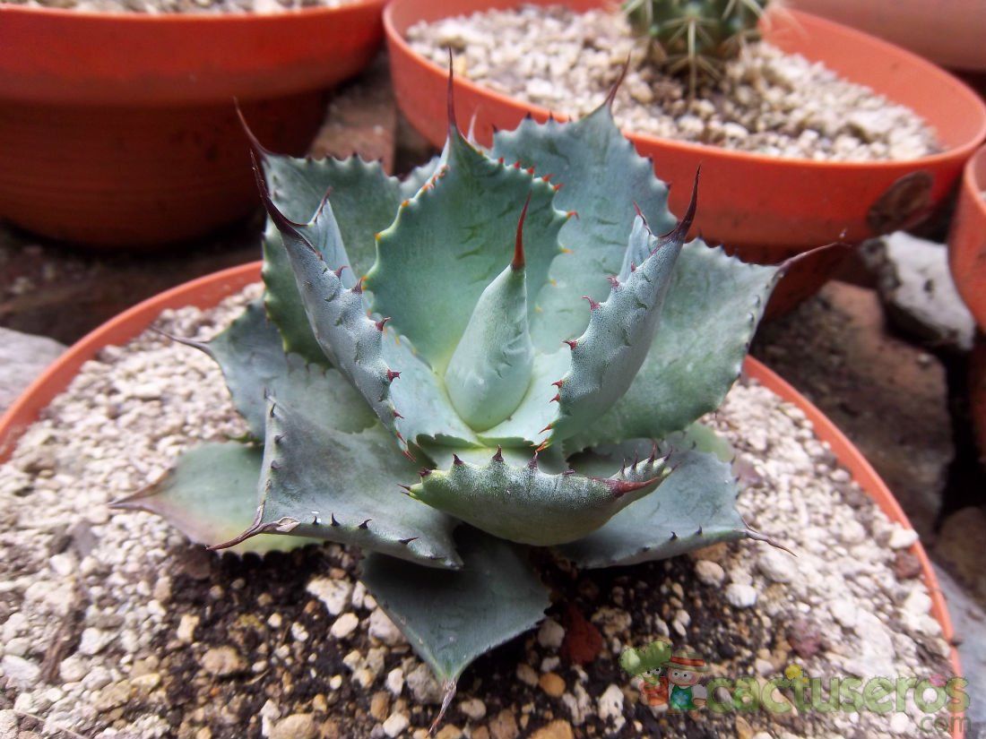 A photo of Agave isthmensis