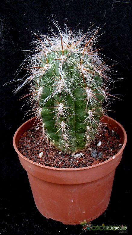 A photo of Oreocereus celsianus