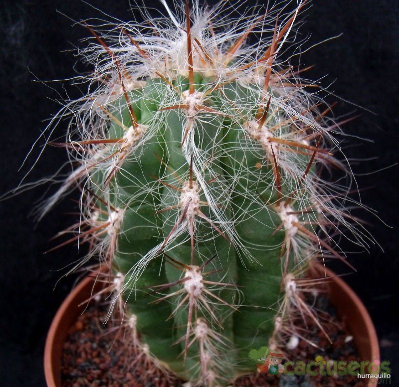 A photo of Oreocereus celsianus