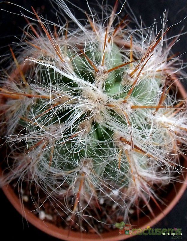 A photo of Oreocereus celsianus