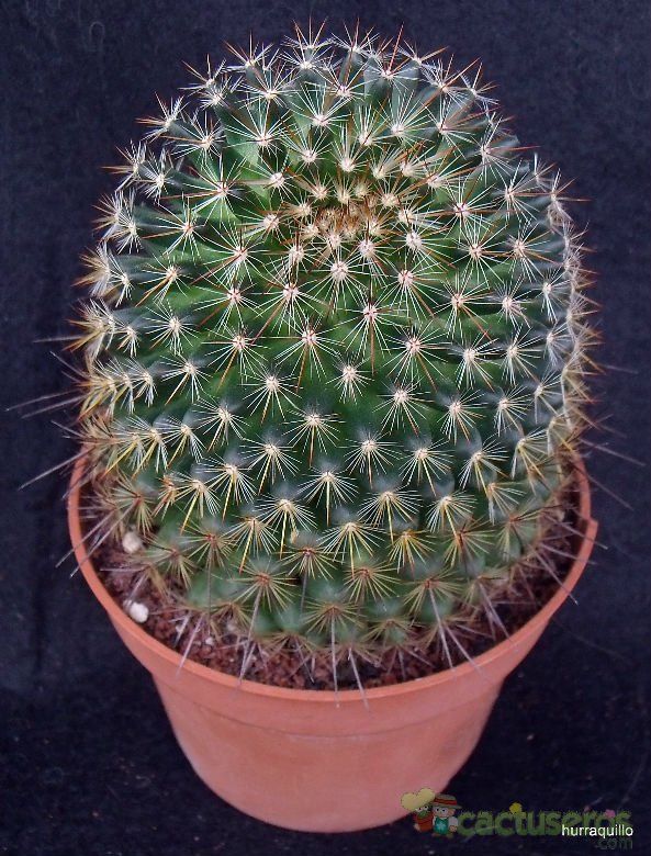 A photo of Mammillaria discolor