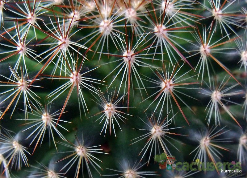 A photo of Mammillaria discolor