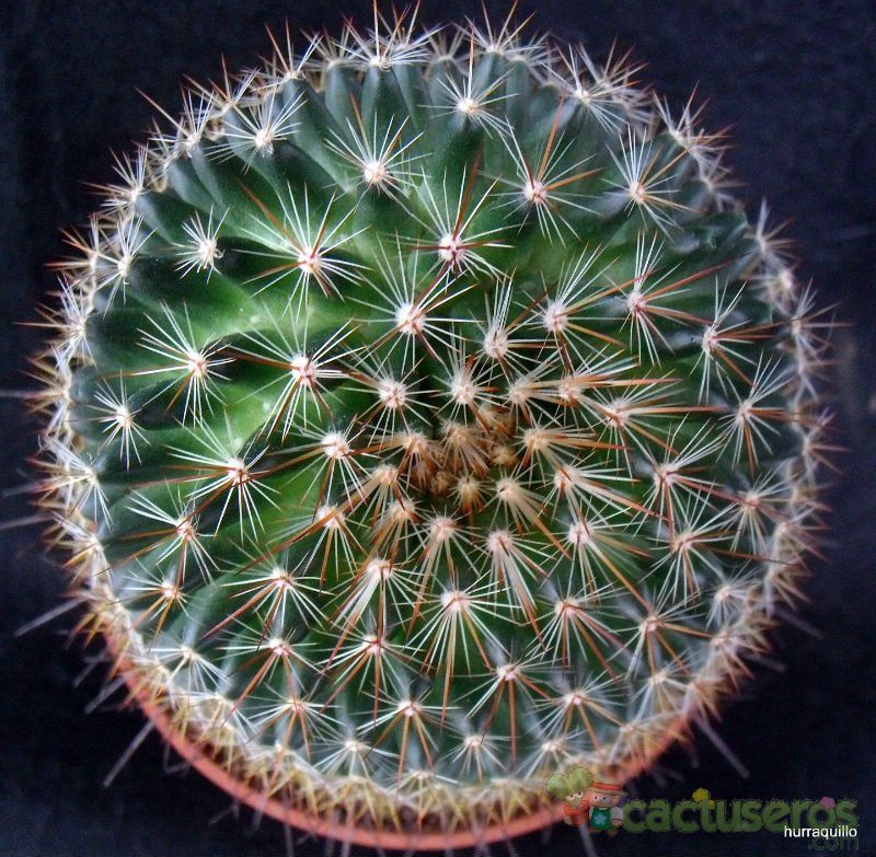 A photo of Mammillaria discolor