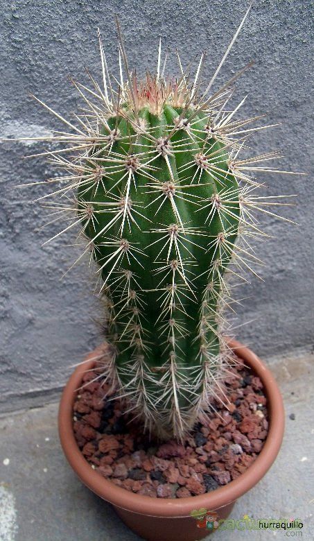 A photo of Pachycereus pringlei