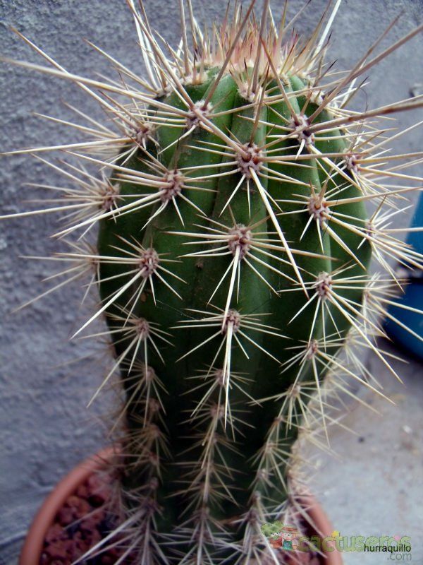 A photo of Pachycereus pringlei