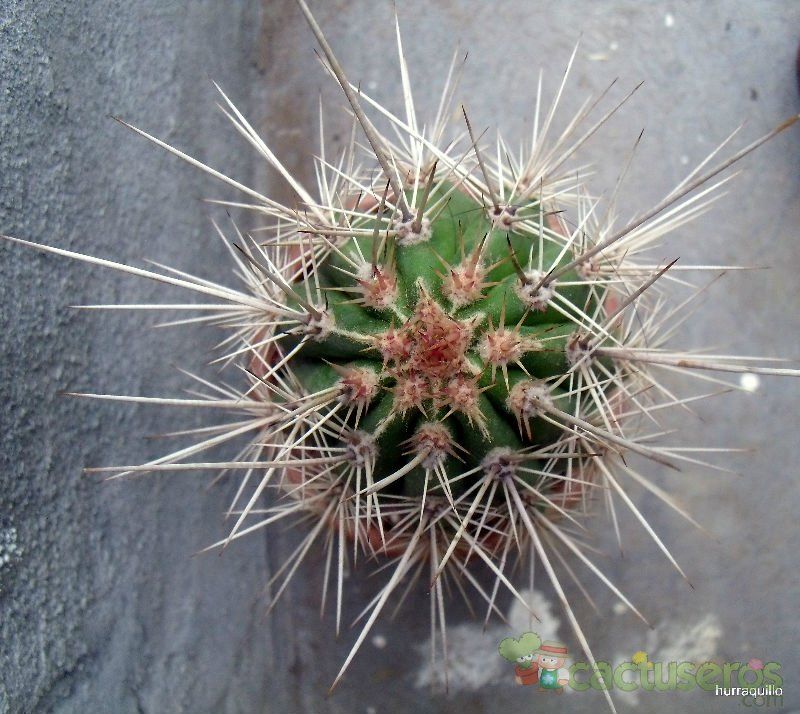 A photo of Pachycereus pringlei