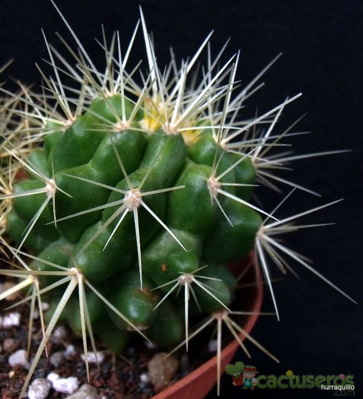Una foto de Echinocactus grusonii