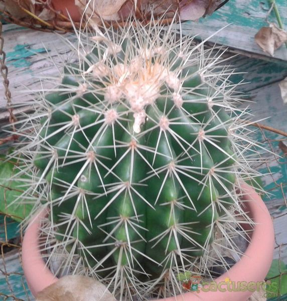 A photo of Echinocactus grusoni