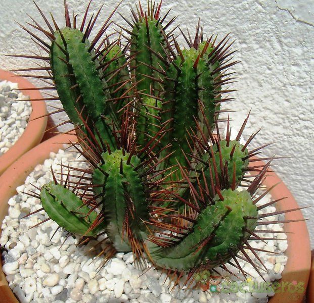 A photo of Euphorbia enopla