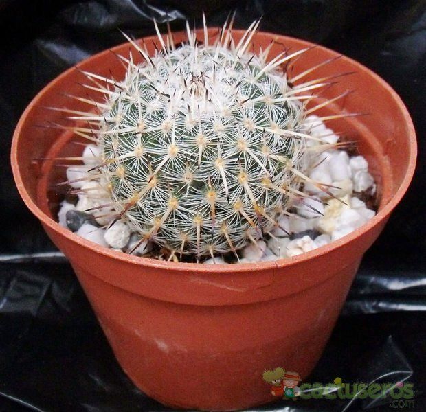 A photo of Mammillaria muehlenpfordtii