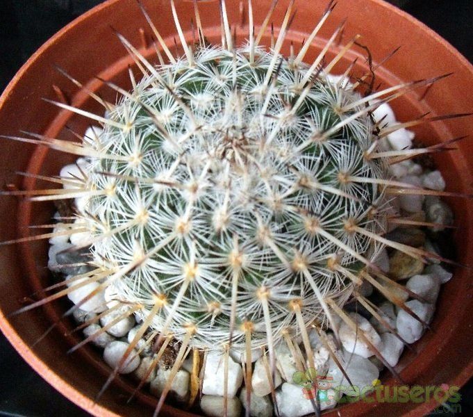 A photo of Mammillaria muehlenpfordtii