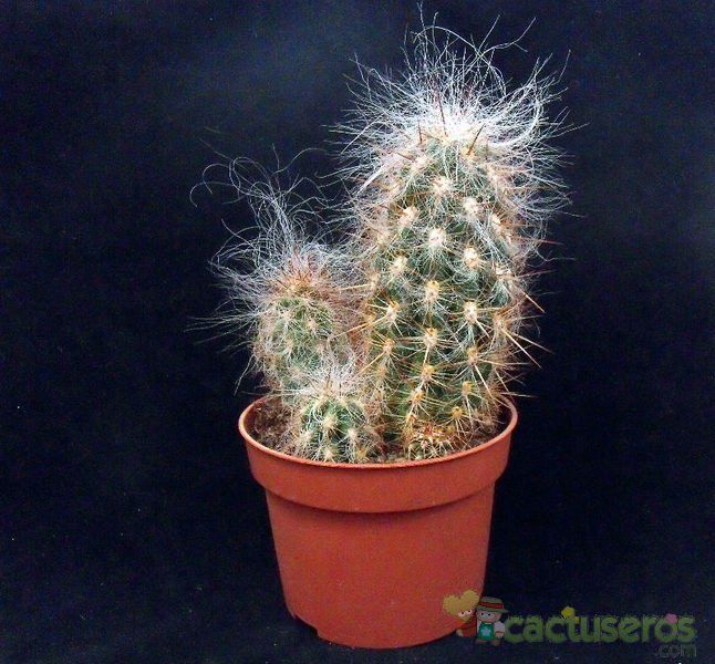 A photo of Oreocereus celsianus