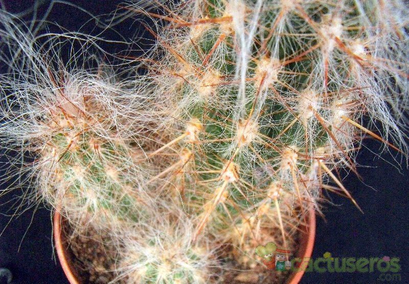 A photo of Oreocereus celsianus