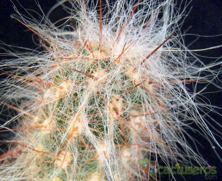 A photo of Oreocereus celsianus