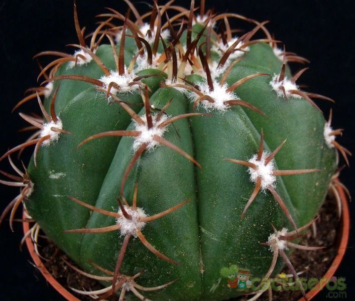 A photo of Melocactus matanzanus
