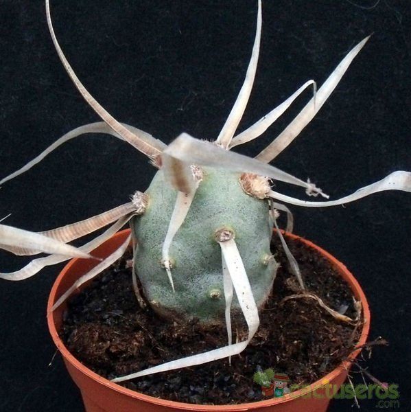 Una foto de Tephrocactus articulatus fma. papyracanthus