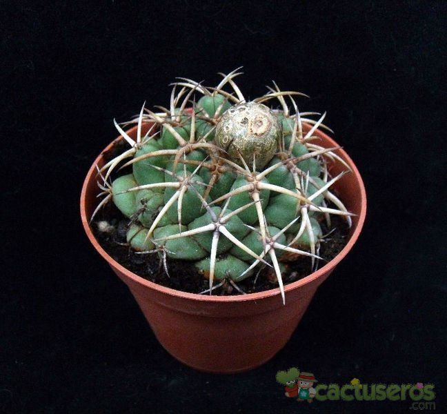 Una foto de Coryphantha elephantidens
