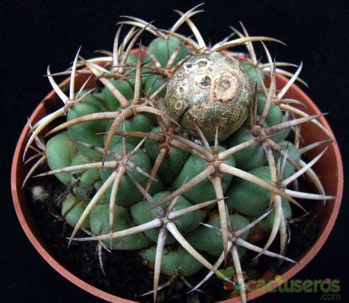 Una foto de Coryphantha elephantidens