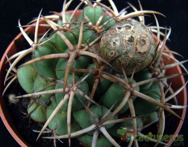 Una foto de Coryphantha elephantidens