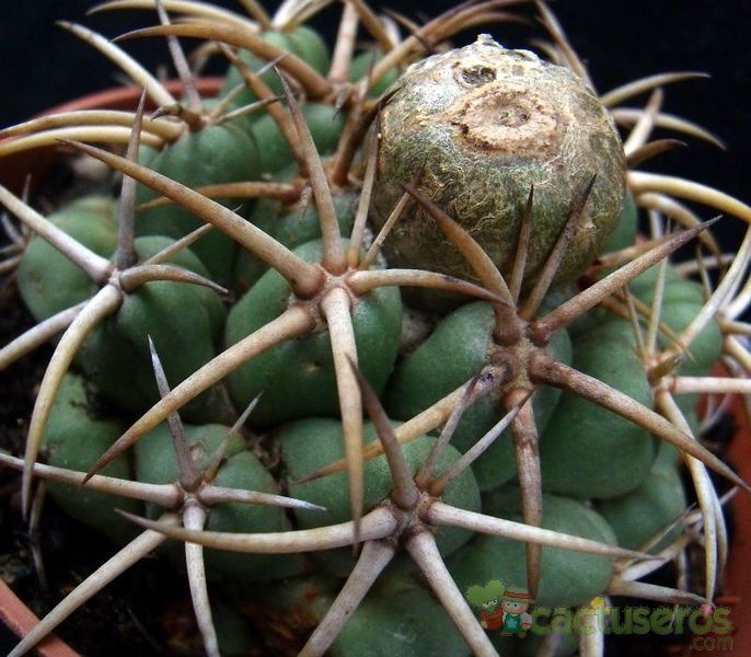 Una foto de Coryphantha elephantidens
