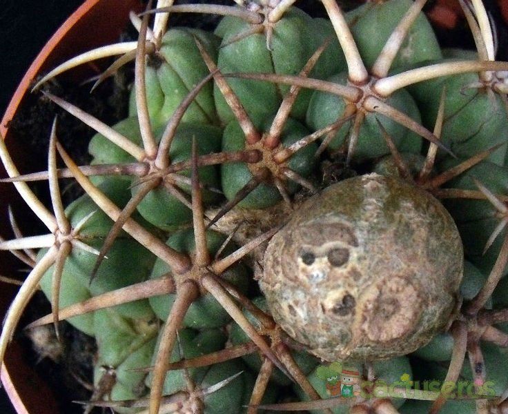 Una foto de Coryphantha elephantidens