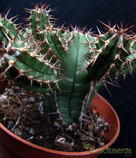 Una foto de Euphorbia officinarum