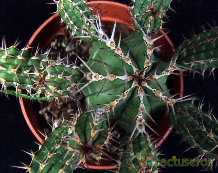 A photo of Euphorbia officinarum