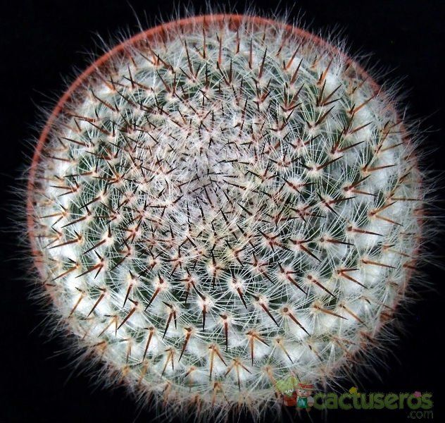 A photo of Mammillaria chionocephala
