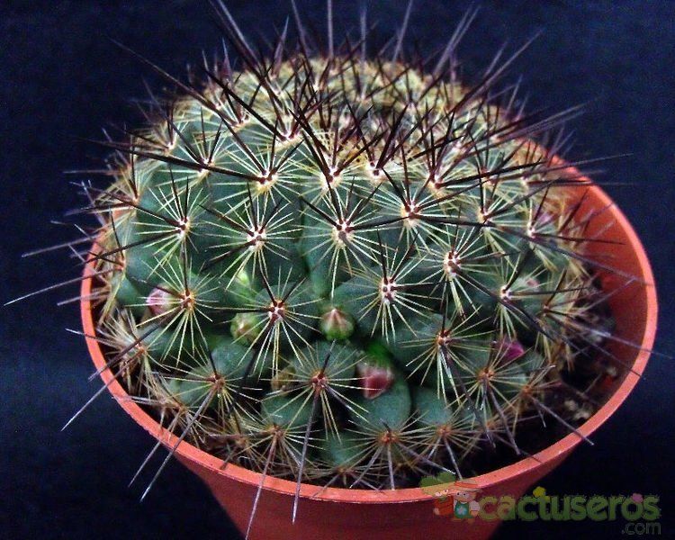 Una foto de Mammillaria cv. ginsa-maru