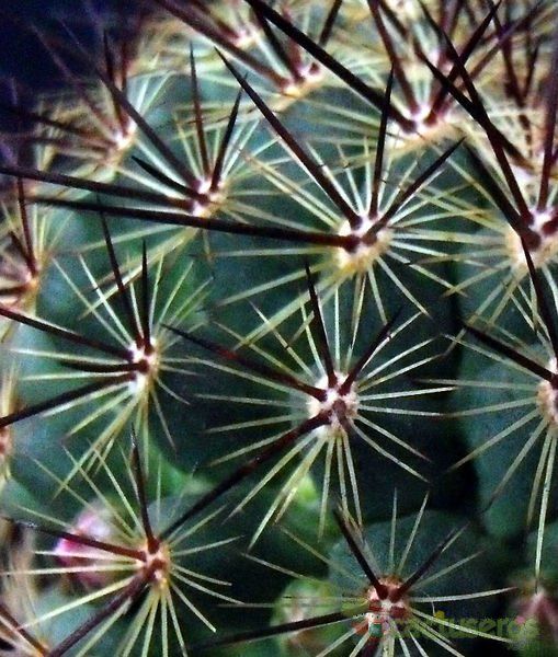 Una foto de Mammillaria cv. ginsa-maru