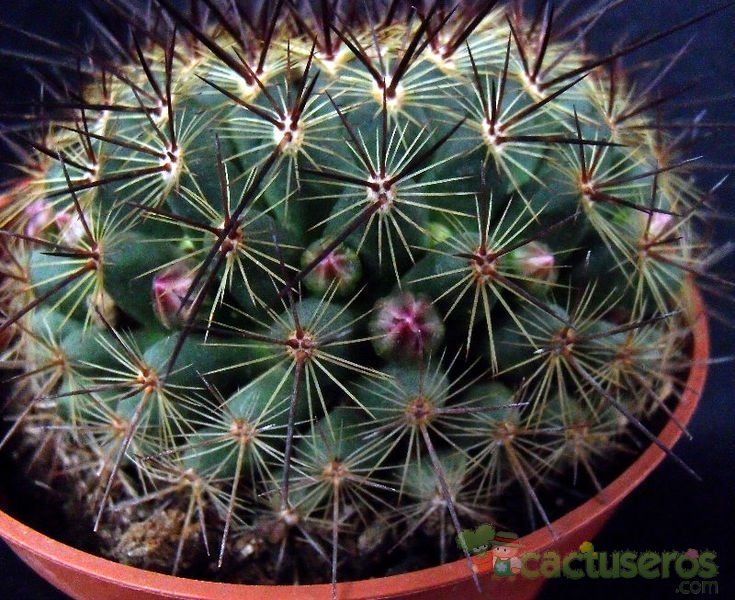 Una foto de Mammillaria cv. ginsa-maru