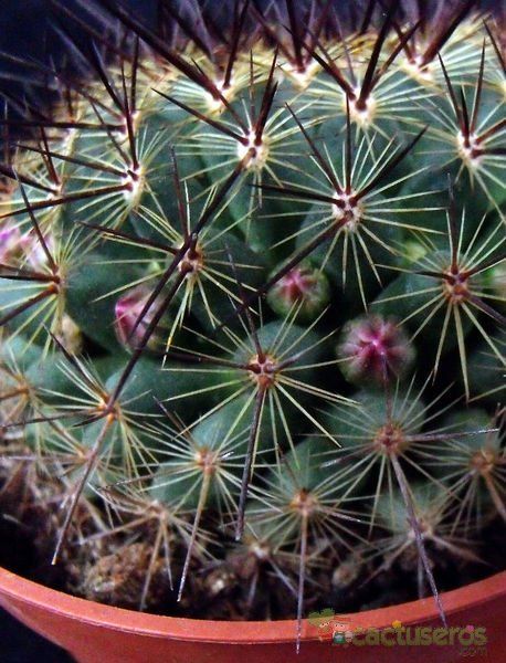 Una foto de Mammillaria cv. ginsa-maru