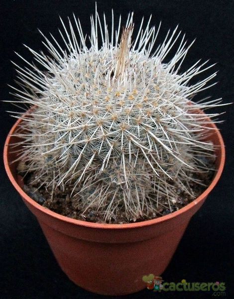 Una foto de Mammillaria geminispina