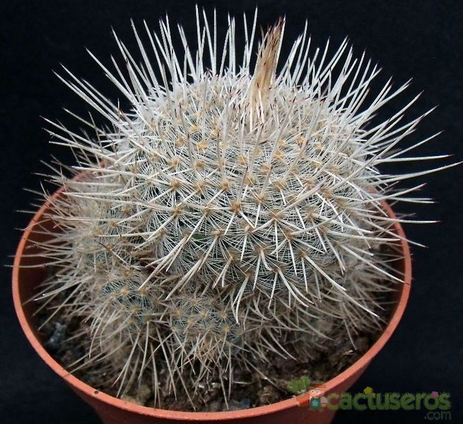 Una foto de Mammillaria geminispina