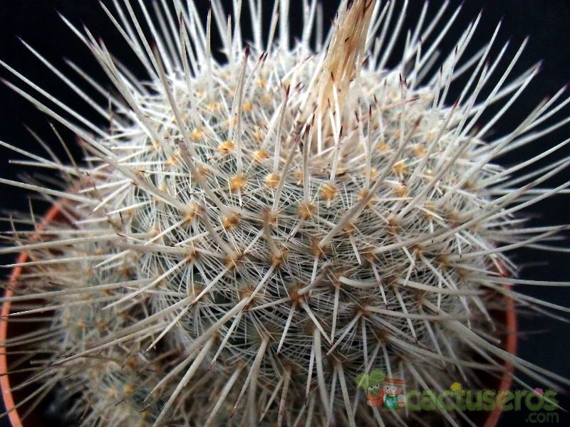 Una foto de Mammillaria geminispina