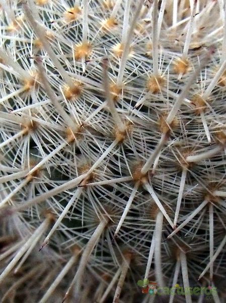 Una foto de Mammillaria geminispina