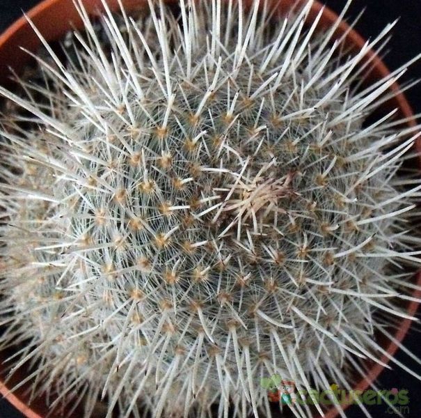 Una foto de Mammillaria geminispina