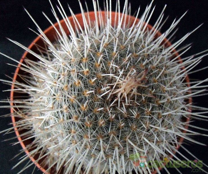 Una foto de Mammillaria geminispina