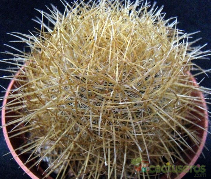 A photo of Eriosyce engleri