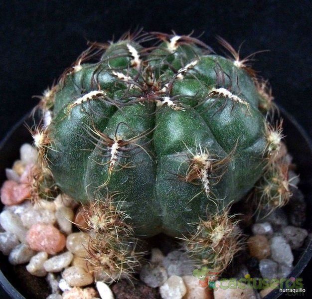 Una foto de Oroya peruviana