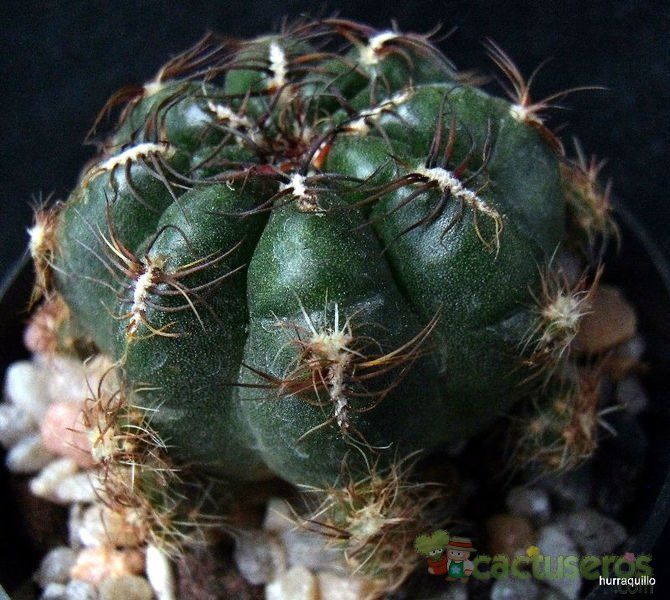 Una foto de Oroya peruviana