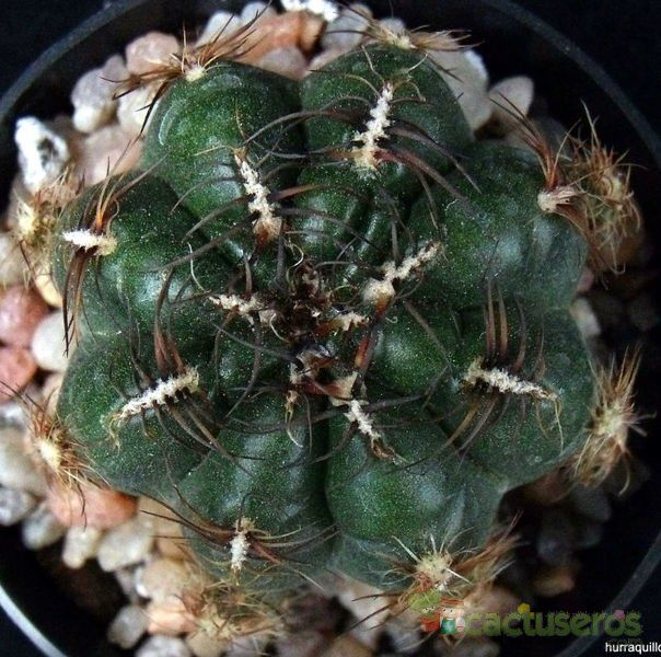 Una foto de Oroya peruviana