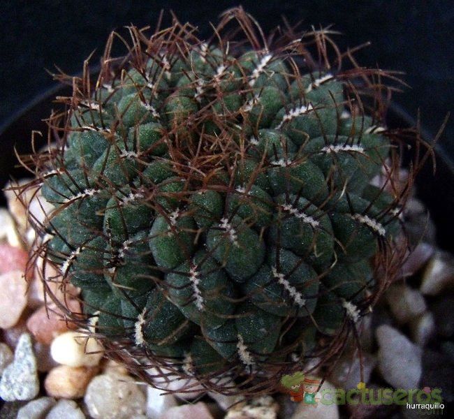 A photo of Sulcorebutia pulchra