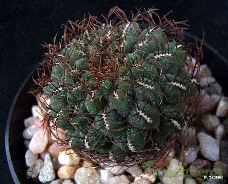 A photo of Sulcorebutia pulchra