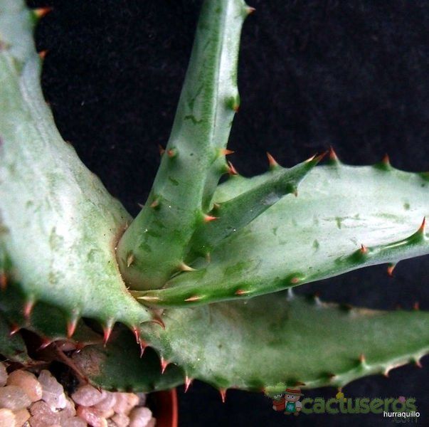A photo of Aloe excelsa