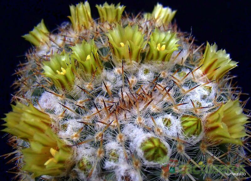 A photo of Mammillaria parkinsonii