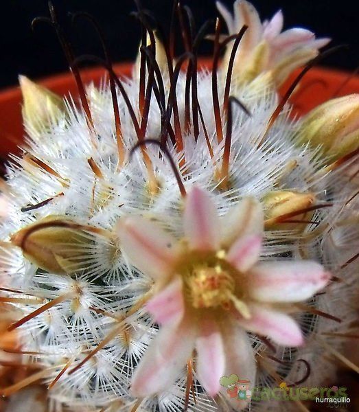 Una foto de Mammillaria bombycina subsp. perezdelarosae
