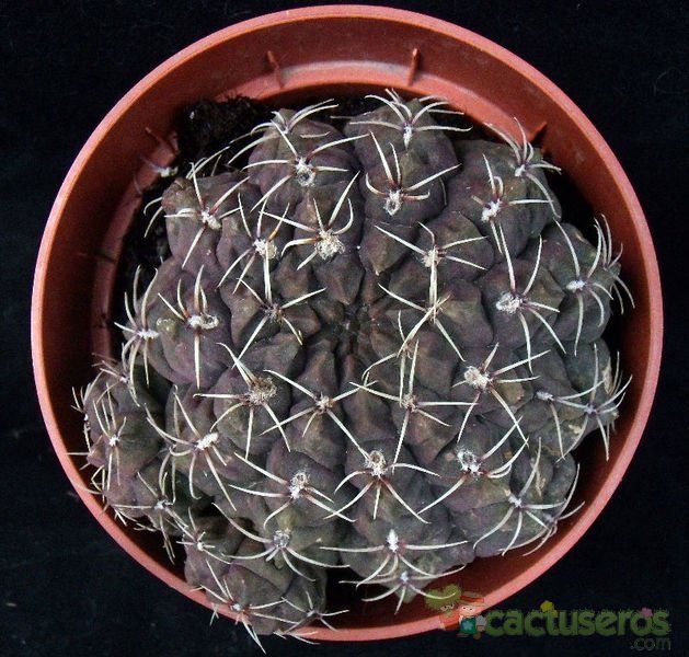 A photo of Gymnocalycium baldianum